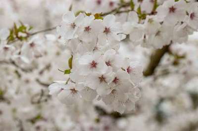 PRUNUS 'THE BRIDE'