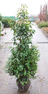 Prunus lusitanica 