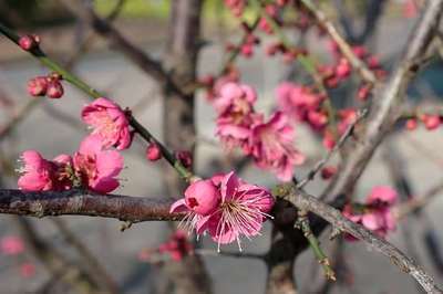Prunus mume 'Beni-chi-dori'