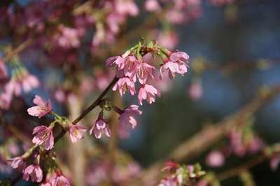 PRUNUS 'OKAME'