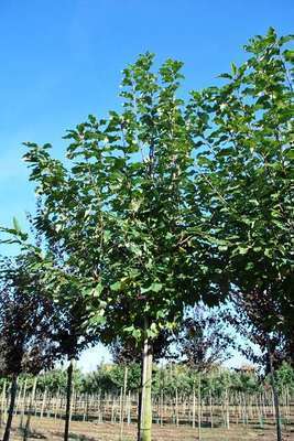 Prunus padus 'Tiefurt'