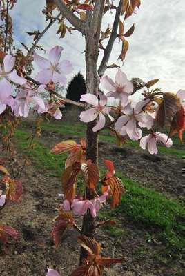 PRUNUS SARGENTII