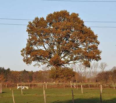 QUERCUS ROBUR