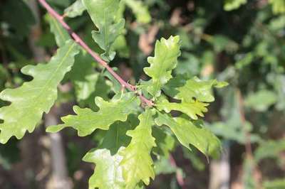 QUERCUS ROBUR