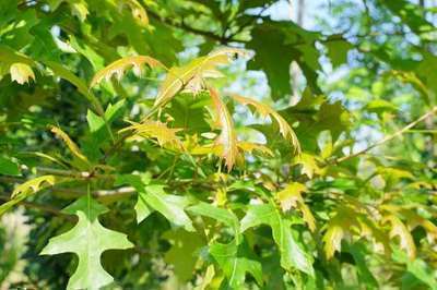 QUERCUS TEXANA 'NEW MADRID'