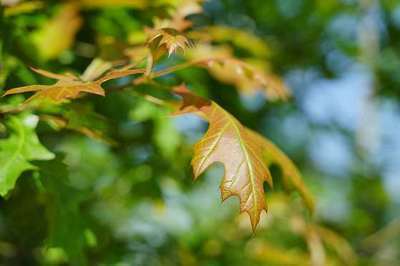 QUERCUS TEXANA 'NEW MADRID'