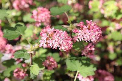 Ribes sanguineum 'Amore'®