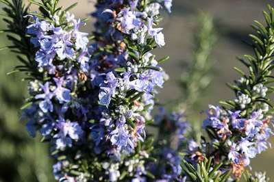 ROSMARINUS OFFICINALIS 'PROSTRATUS'