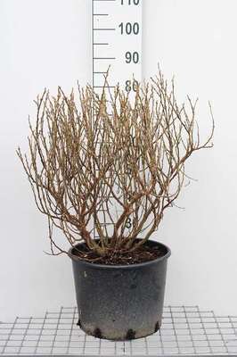 Salix helvetica | Willaert Boomkwekerij