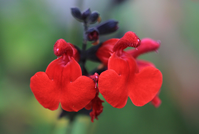 Salvia micr. 'Royal Bumble'