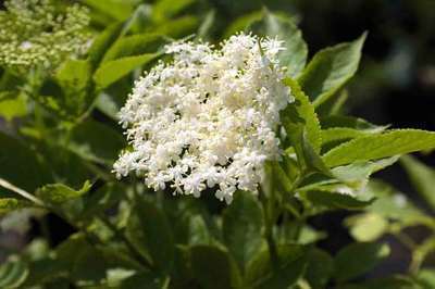 SAMBUCUS NIGRA