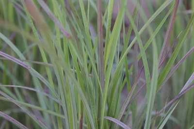 SCHIZACHYRIUM SCOP. 'TWILIGHT ZONE'