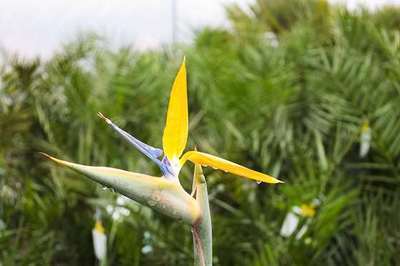 STRELITZIA REGINAE