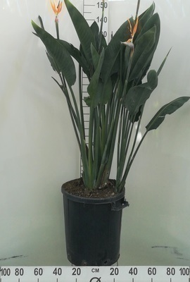 STRELITZIA REGINAE