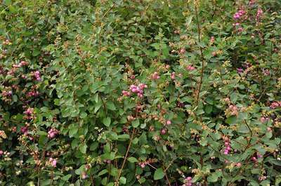 Symphoricarpos  x doorenbosii 'Amethyst'