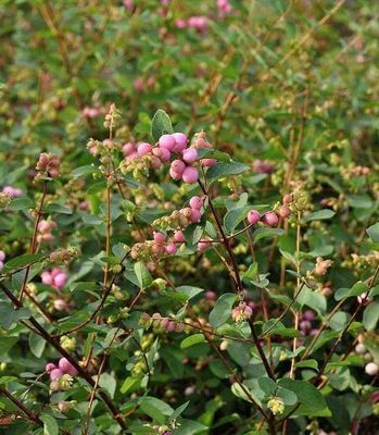 Symphoricarpos  x doorenbosii 'Amethyst'