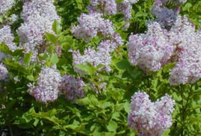 Syringa patula 'Miss Kim'