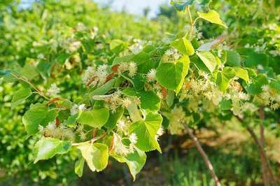 Tilia cordata 'Winter Orange'