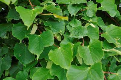 Tilia cordata 'Winter Orange'