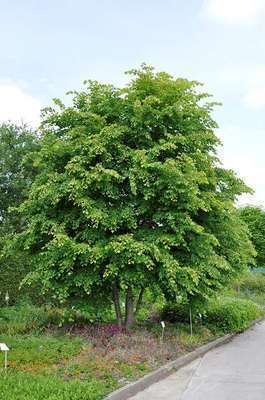 Tilia cordata 'Winter Orange'