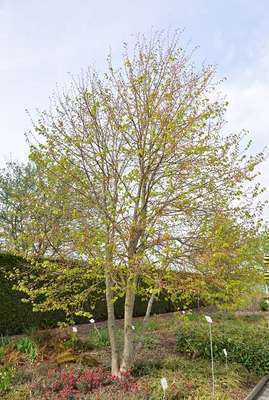 Tilia cordata 'Winter Orange'