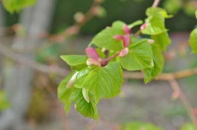 Tilia cordata 'Winter Orange'