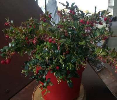 VACCINIUM VITIS-IDAEA 'FIREBALLS'®