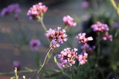 VERBENA BON. 'LOLLIPOP'®