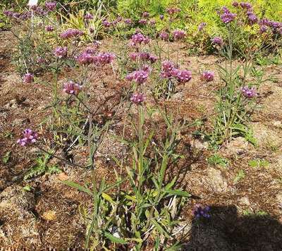 Verbena bon. 'Lollipop'®