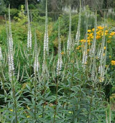 Veronicastrum virginicum 'Album' | Willaert Boomkwekerij