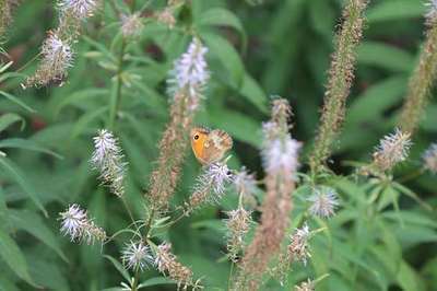 VERONICASTRUM VIRGINICUM 'ADORATION'