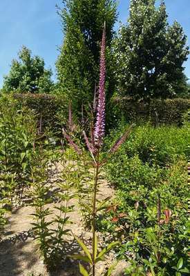 VERONICASTRUM VIRGINICUM 'ADORATION'