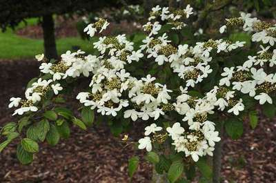 Viburnum  plicatum ' Watanabe'