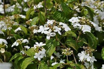 Viburnum  plicatum ' Watanabe'