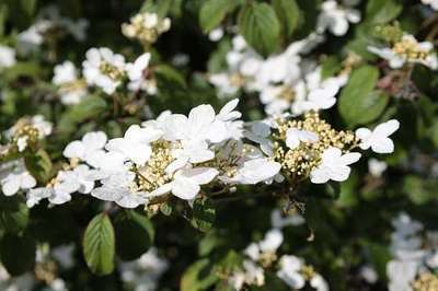 Viburnum  plicatum ' Watanabe'