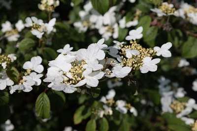 VIBURNUM  PLICATUM ' WATANABE'