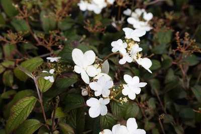 VIBURNUM  PLICATUM ' WATANABE'